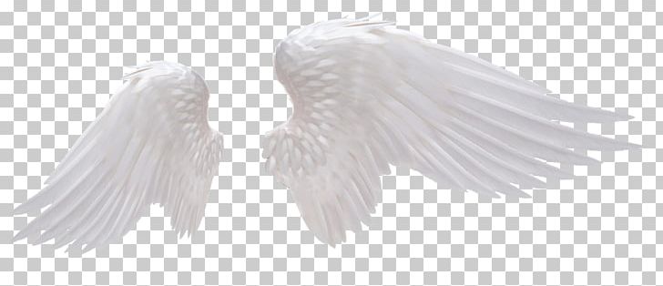Detail Angel Wings Stock Photo Nomer 36