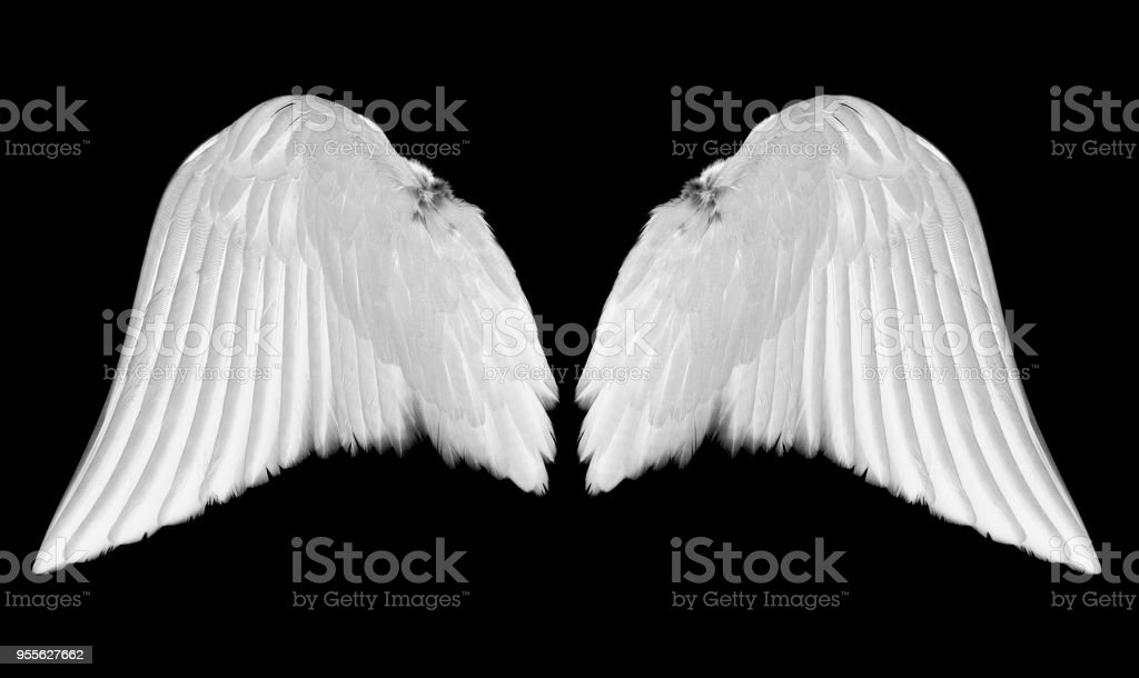 Detail Angel Wings Stock Photo Nomer 38