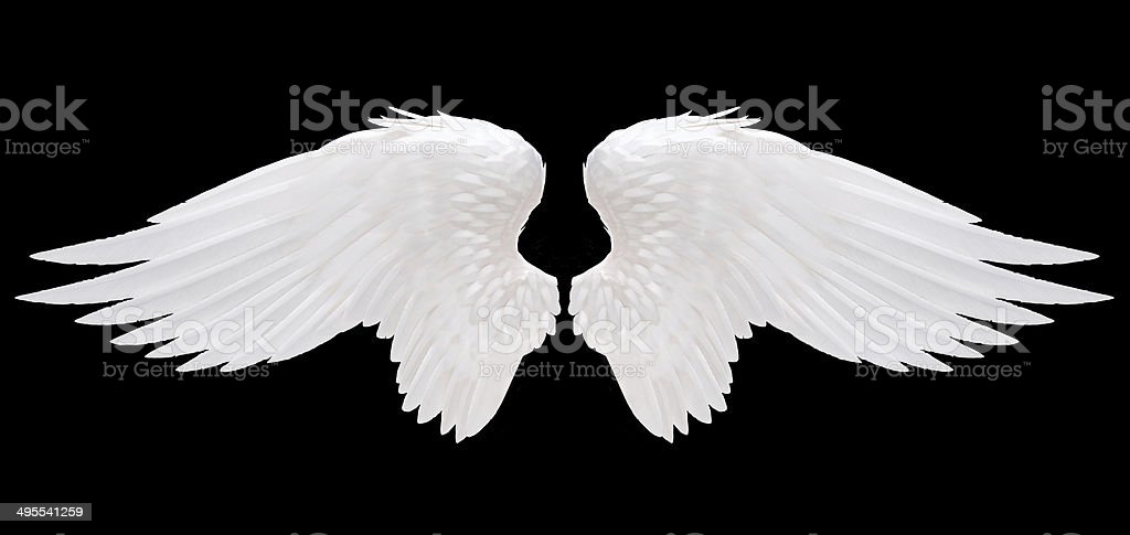 Detail Angel Wings Stock Photo Nomer 9