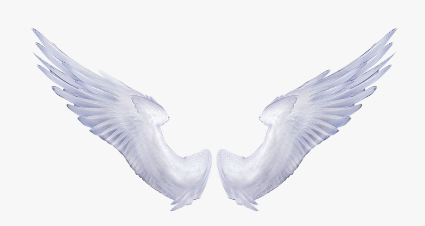 Detail Angel Wings Transparent Background Nomer 18