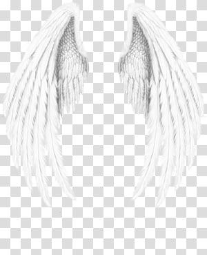 Detail Angel Wings Transparent Background Nomer 21