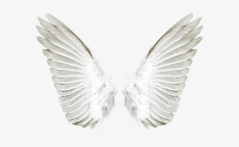 Detail Angel Wings Transparent Background Nomer 28