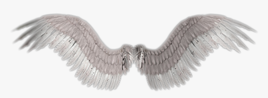 Detail Angel Wings Transparent Background Nomer 46