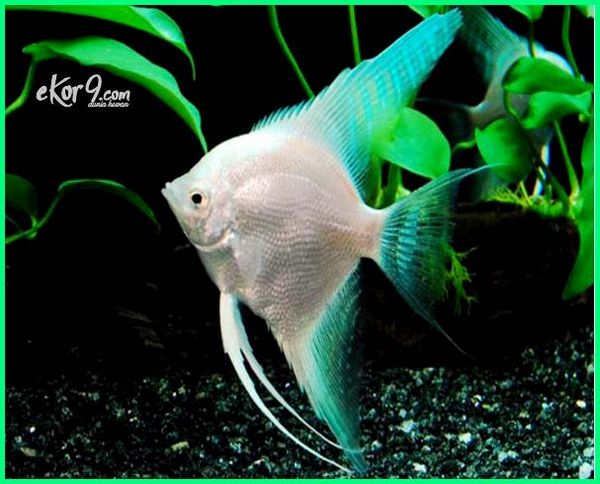 Angelfish Air Tawar - KibrisPDR