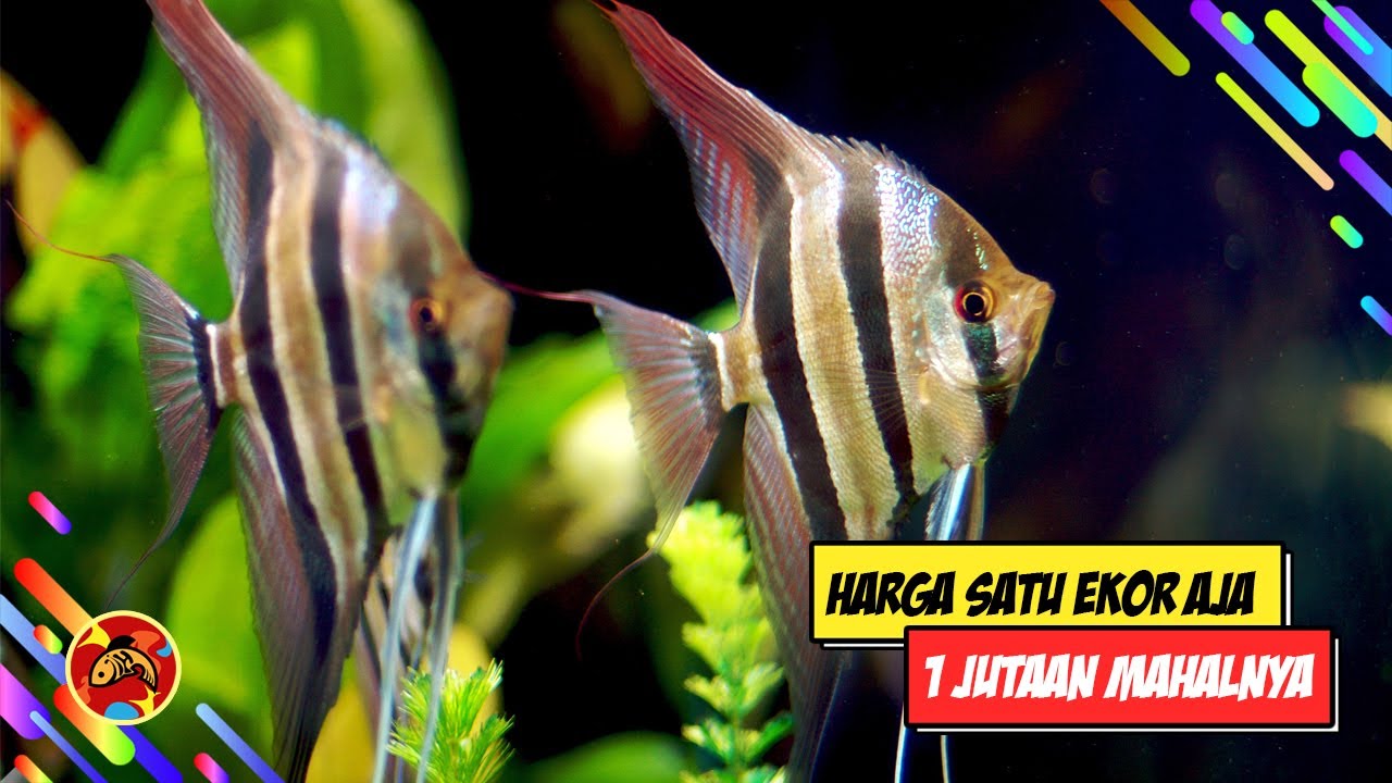 Detail Angelfish Air Tawar Nomer 39