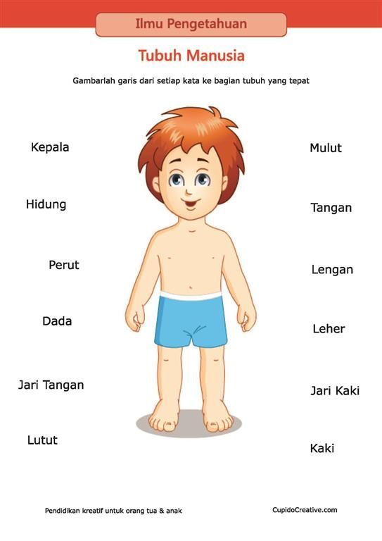 Detail Anggota Tubuh Clipart Nomer 8