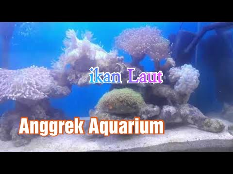 Detail Anggrek Aquarium Nomer 22