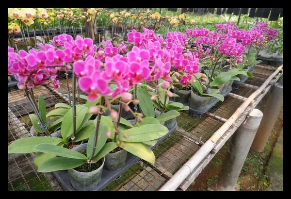 Detail Anggrek Bunga Kecil Nomer 50