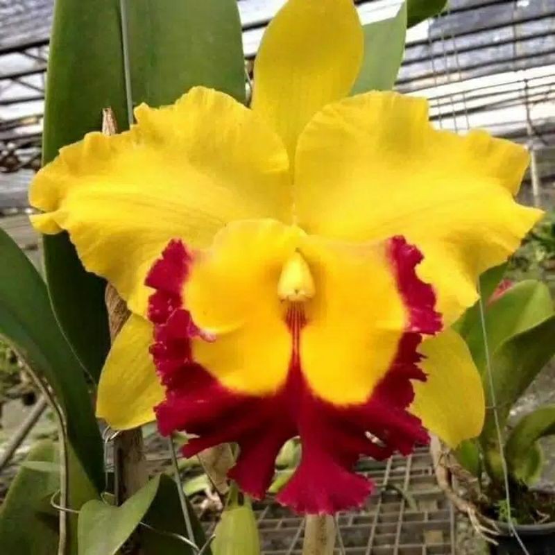 Anggrek Cattleya Kuning - KibrisPDR