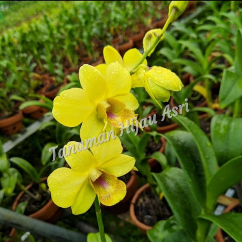 Detail Anggrek Cattleya Kuning Nomer 36