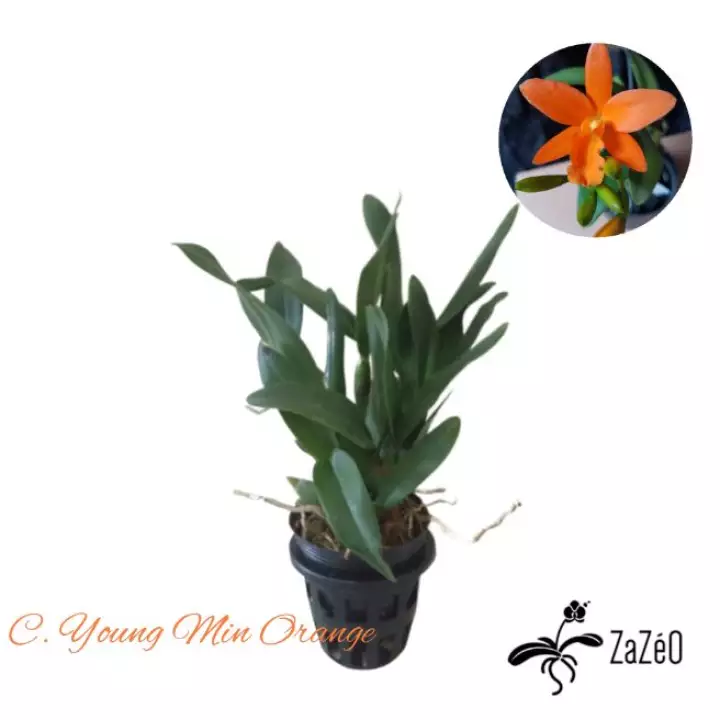 Detail Anggrek Cattleya Orange Nomer 46