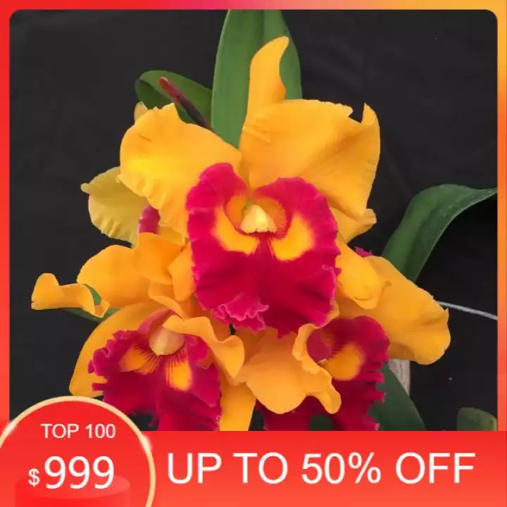 Detail Anggrek Cattleya Orange Nomer 53