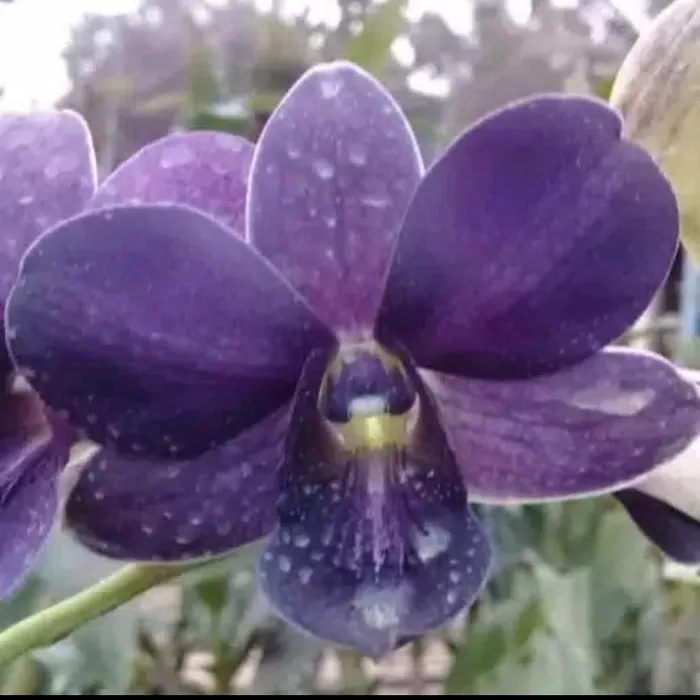 Detail Anggrek Dendrobium Biru Nomer 26