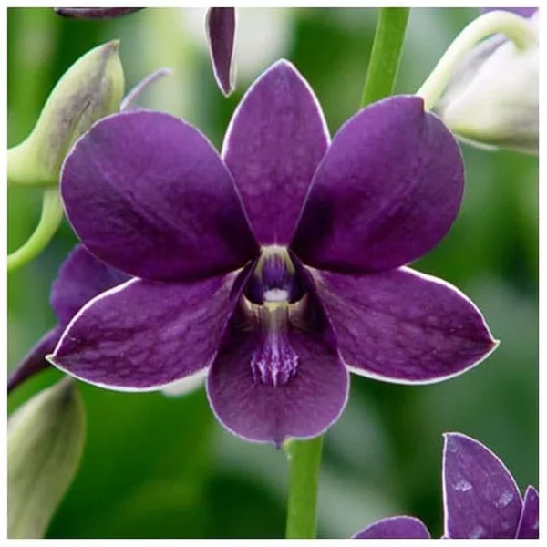 Detail Anggrek Dendrobium Biru Nomer 28