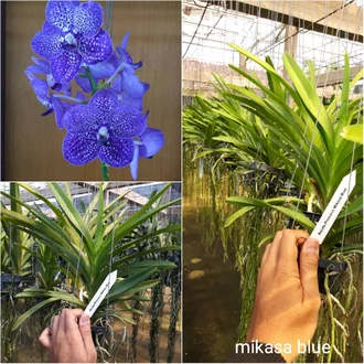 Detail Anggrek Dendrobium Biru Nomer 32