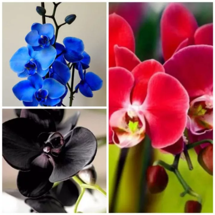 Detail Anggrek Dendrobium Biru Nomer 41
