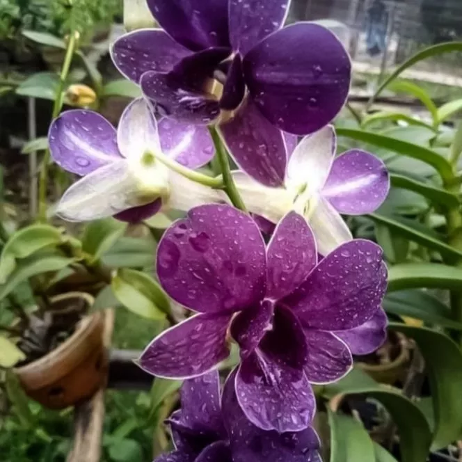 Detail Anggrek Dendrobium Biru Nomer 52