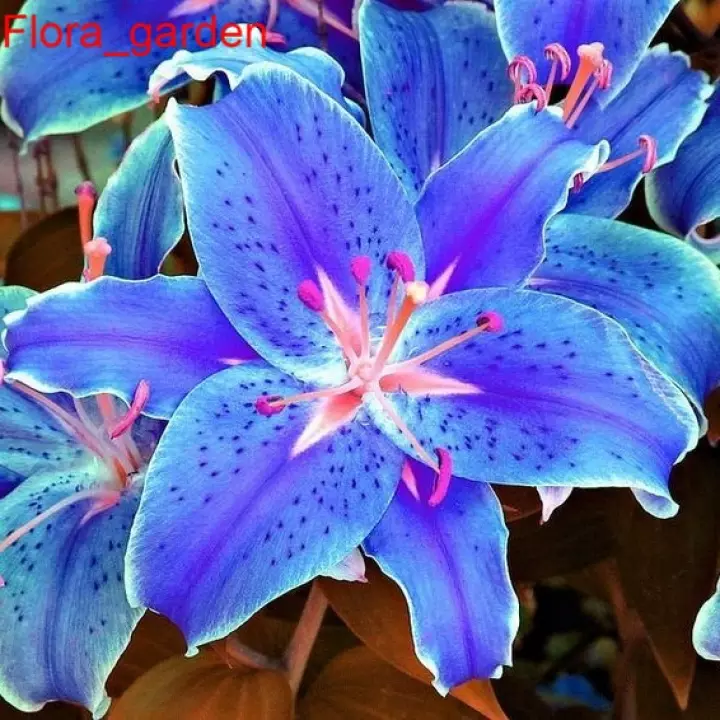 Detail Anggrek Dendrobium Biru Nomer 54