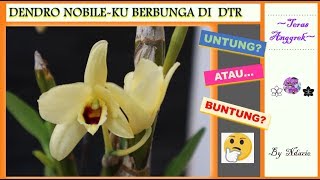 Detail Anggrek Dendrobium Nobile Nomer 24