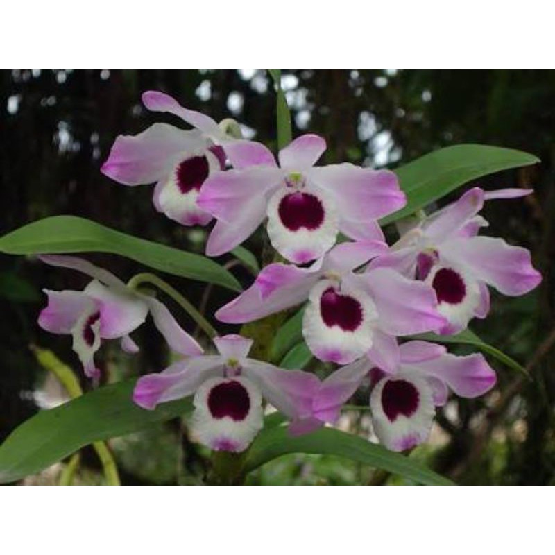 Detail Anggrek Dendrobium Nobile Nomer 26