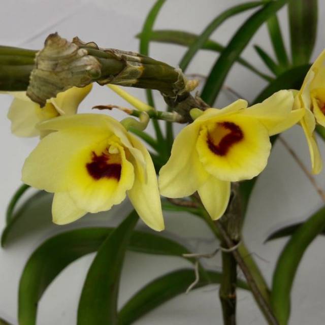 Detail Anggrek Dendrobium Nobile Nomer 27