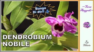 Detail Anggrek Dendrobium Nobile Nomer 40