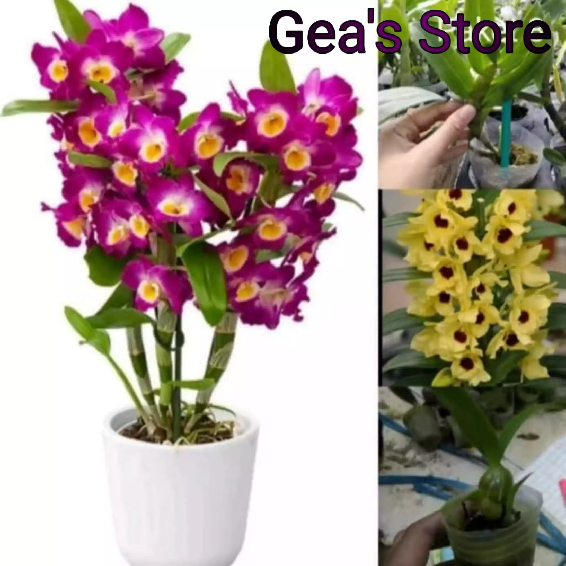 Detail Anggrek Dendrobium Nobile Nomer 10