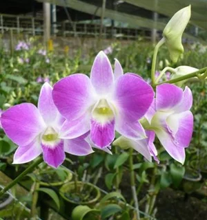 Detail Anggrek Dendrobium Sonia Nomer 14