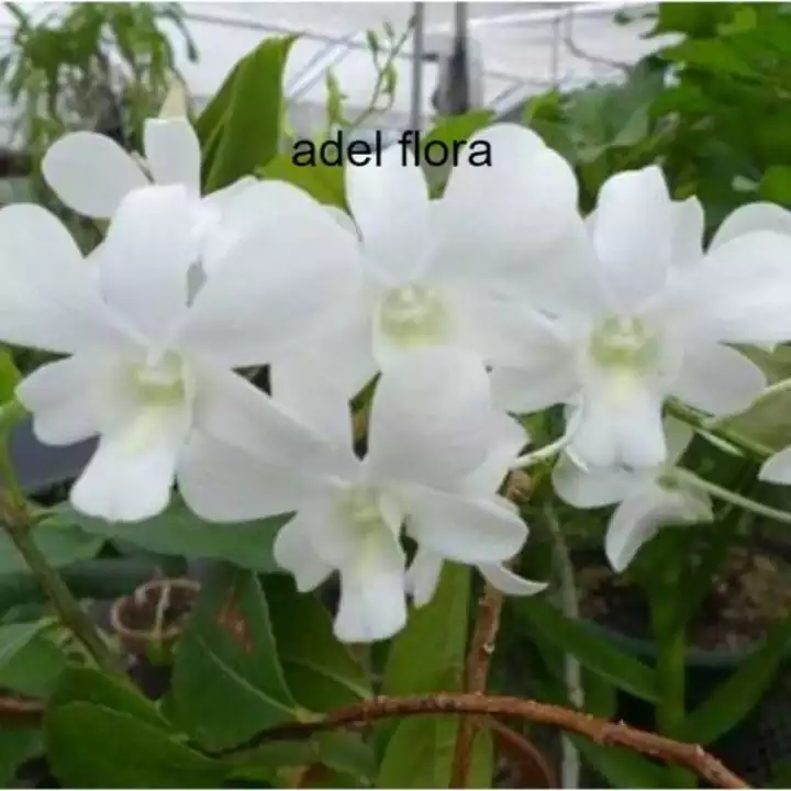Detail Anggrek Dendrobium Sonia Nomer 18