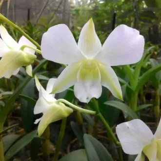 Detail Anggrek Dendrobium Sonia Nomer 32