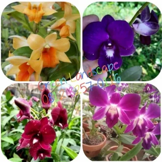 Detail Anggrek Dendrobium Sonia Nomer 47