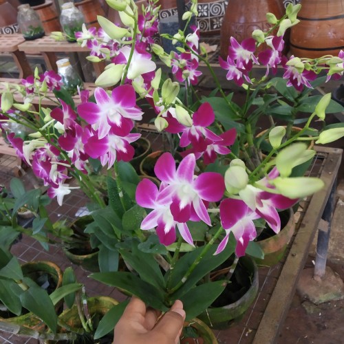 Detail Anggrek Dendrobium Sonia Nomer 50