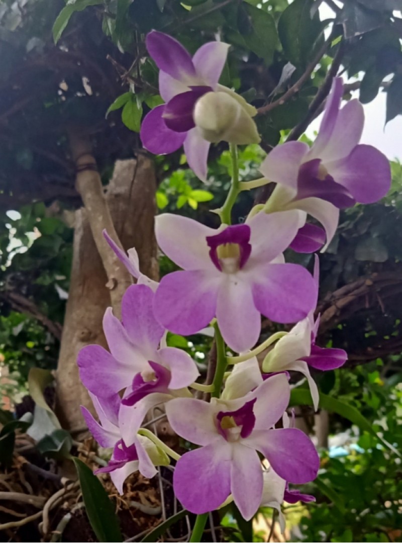 Anggrek Dendrobium Ungu - KibrisPDR