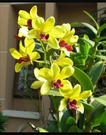 Detail Anggrek Dendrobium Ungu Nomer 30