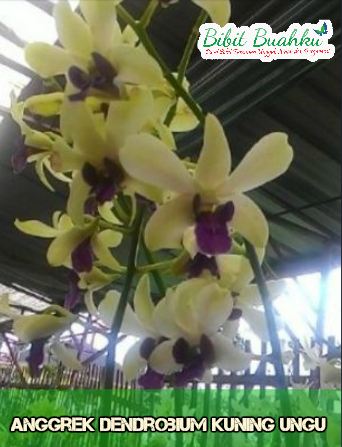 Detail Anggrek Dendrobium Ungu Nomer 42