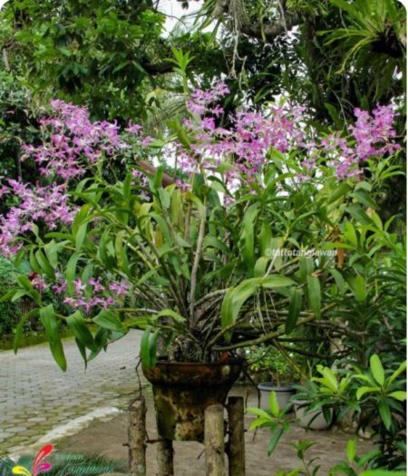 Detail Anggrek Dendrobium Ungu Nomer 45