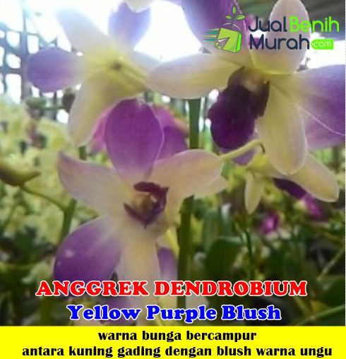 Detail Anggrek Dendrobium Ungu Nomer 51