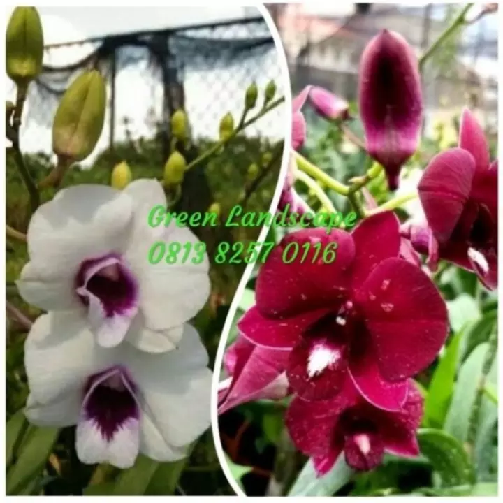 Detail Anggrek Dendrobium Ungu Nomer 53