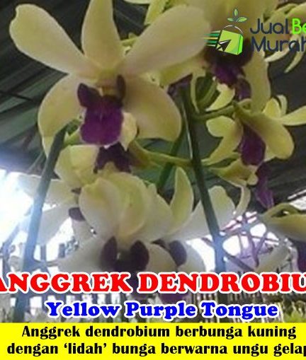 Detail Anggrek Dendrobium Ungu Nomer 57