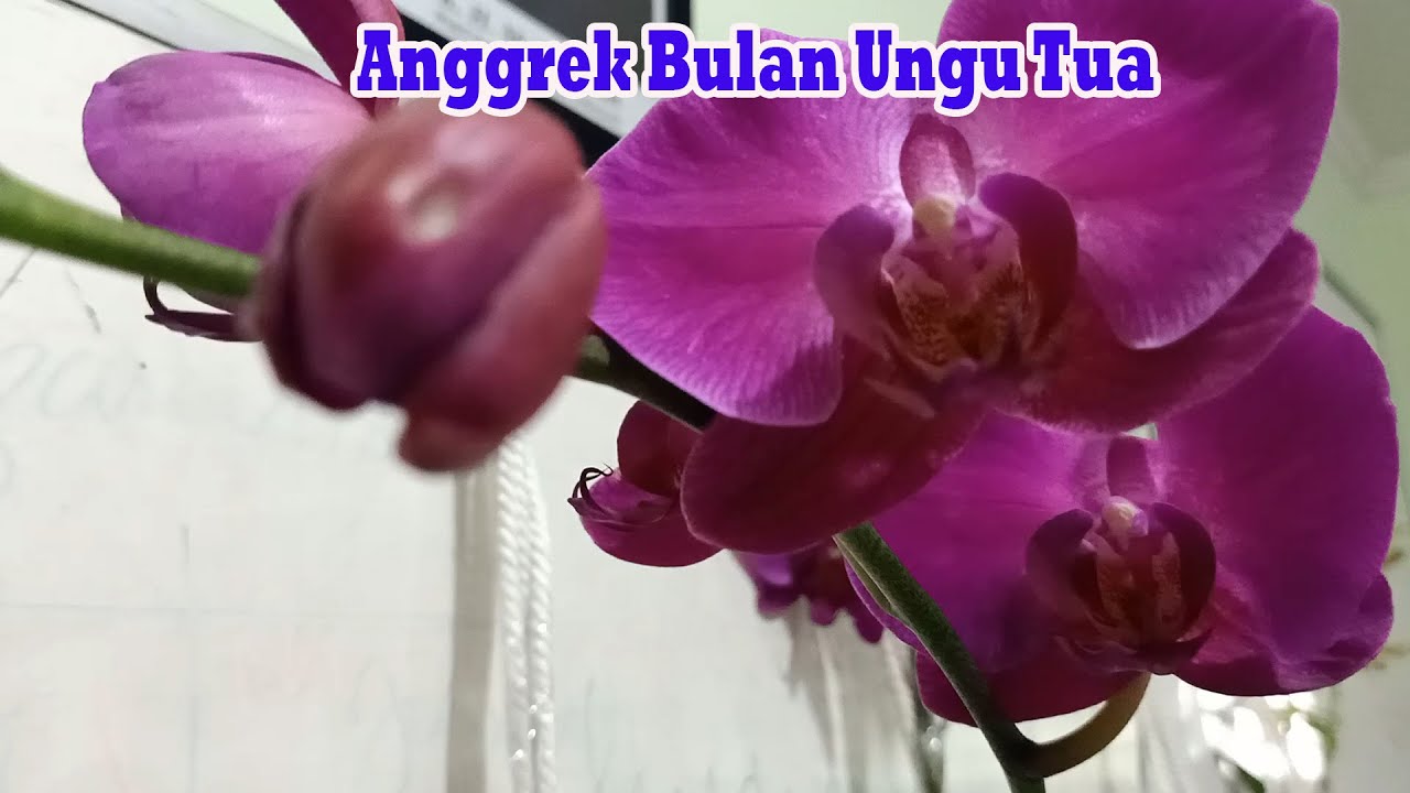 Detail Anggrek Ungu Tua Nomer 43