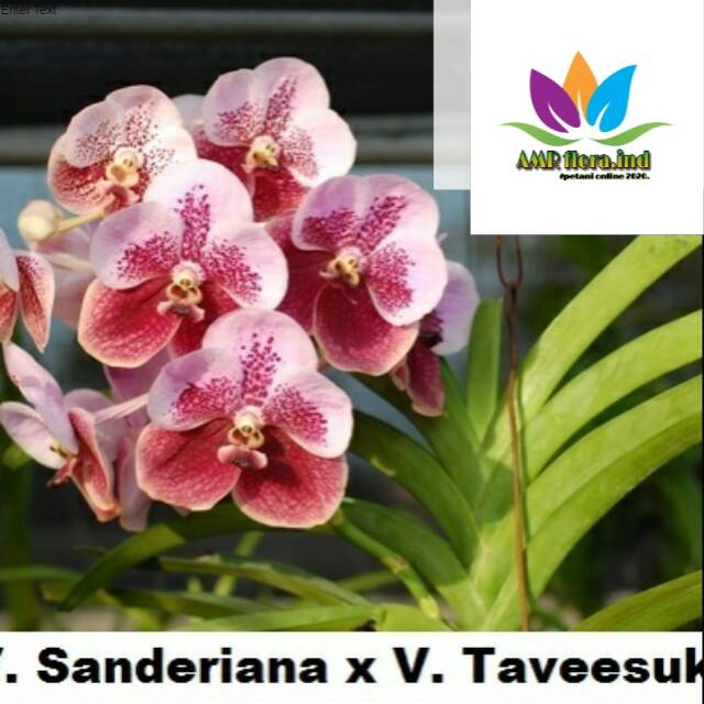 Detail Anggrek Vanda Merah Nomer 48