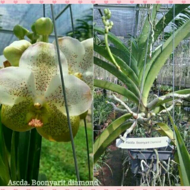 Detail Anggrek Vanda Putih Nomer 4