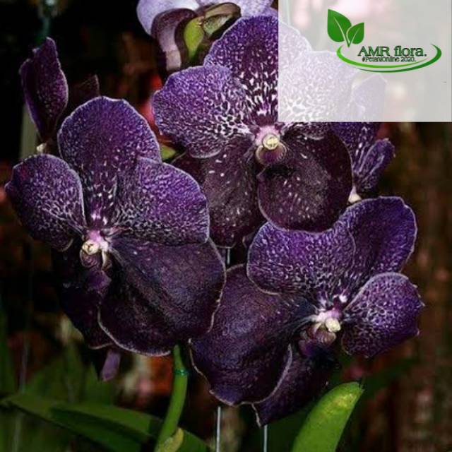 Detail Anggrek Vanda Ungu Nomer 33