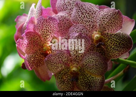 Detail Anggrek Vanda Ungu Nomer 35