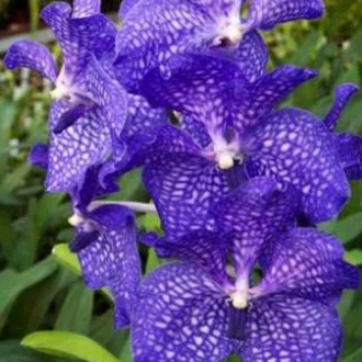 Detail Anggrek Vanda Ungu Nomer 51