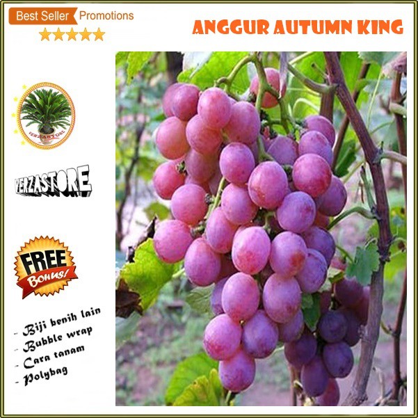 Detail Anggur Autumn King Nomer 16
