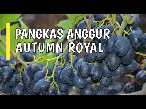 Detail Anggur Royal Autumn Nomer 37