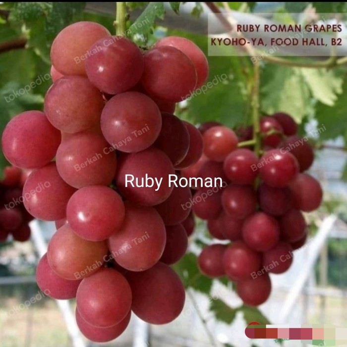 Detail Anggur Ruby Roman Nomer 13