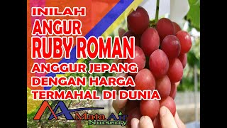 Detail Anggur Ruby Roman Nomer 15