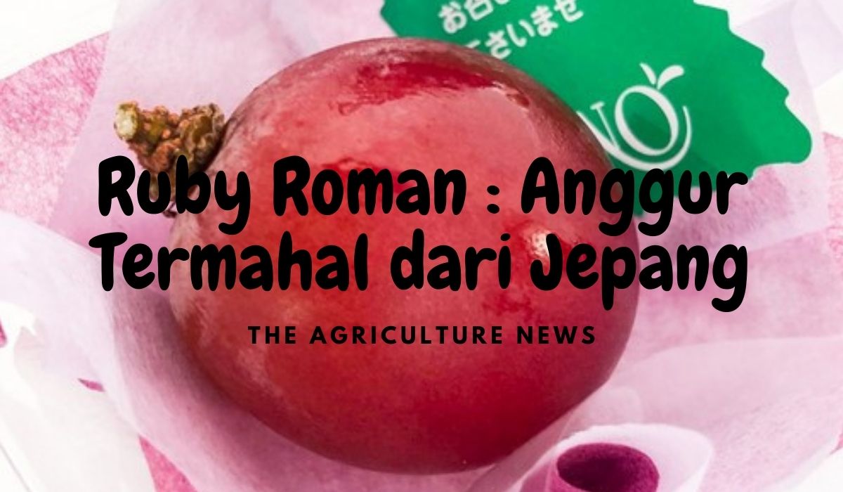 Detail Anggur Ruby Roman Nomer 26